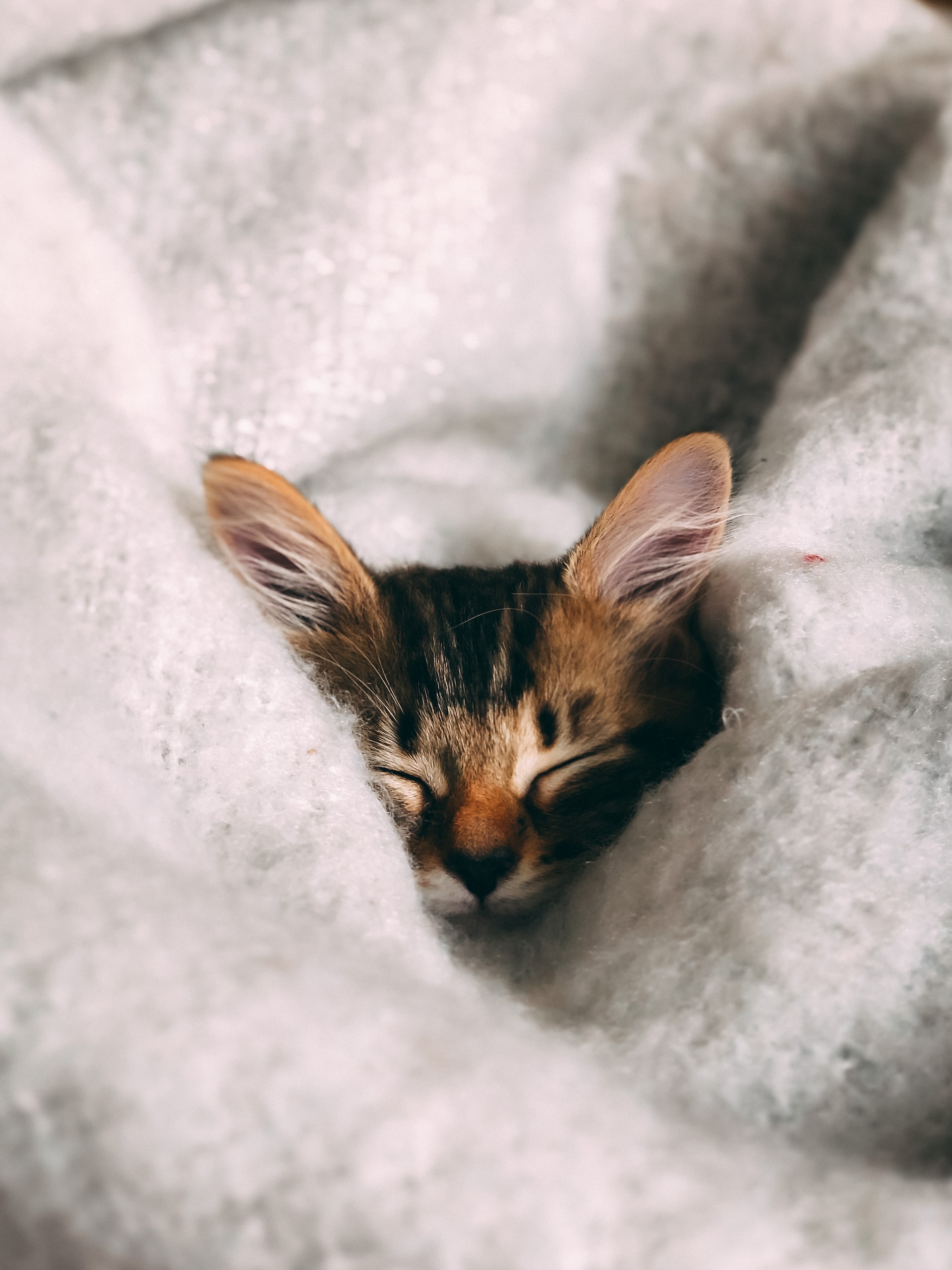 La cabeza de un gato marrón y negro dormido asoma entre un montón de mantas blancas, con los ojos cerrados tiene una expresión de paz absoluta.